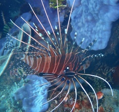 Pterois antennata