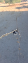 Dasymutilla sackenii