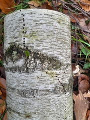 Scolytus