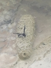 Brachymenes wagnerianus