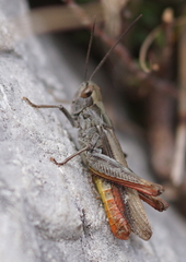 Chorthippus eisentrauti