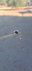 Dasymutilla sackenii