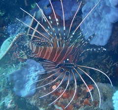 Pterois antennata