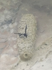 Brachymenes wagnerianus