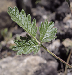 Potentilla kuznetzowii