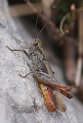 Chorthippus eisentrauti