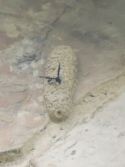 Brachymenes wagnerianus