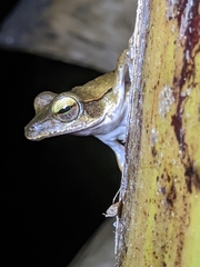Polypedates occidentalis