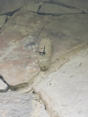 Brachymenes wagnerianus