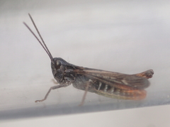 Chorthippus eisentrauti