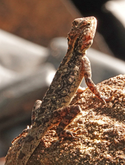 Psammophilus dorsalis