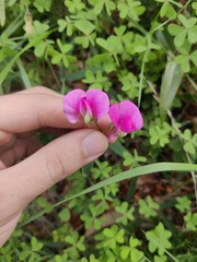 Lathyrus sylvestris