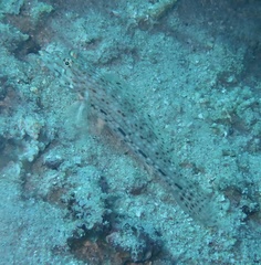 Istigobius decoratus
