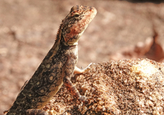 Psammophilus dorsalis