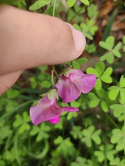 Lathyrus sylvestris