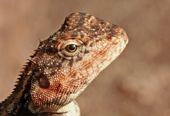 Psammophilus dorsalis