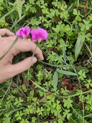 Lathyrus sylvestris