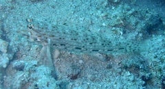 Istigobius decoratus