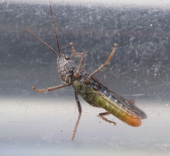 Chorthippus eisentrauti