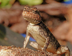 Psammophilus dorsalis