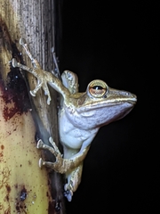 Polypedates occidentalis