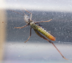 Chorthippus eisentrauti