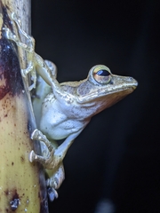 Polypedates occidentalis