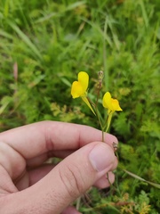Linaria spartea
