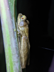 Polypedates occidentalis