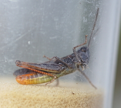 Chorthippus eisentrauti