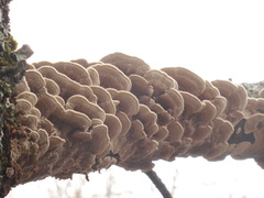 Trametes villosa
