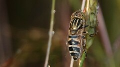 Eristalinus megacephalus