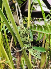 Anolis fraseri