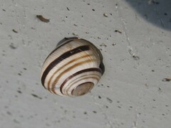 Caucasotachea vindobonensis