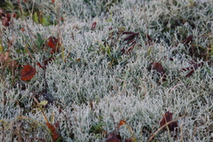 Cladonia rangiformis