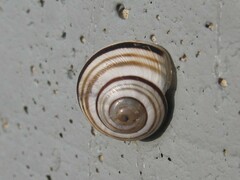 Caucasotachea vindobonensis