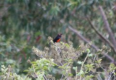 Anisognathus igniventris