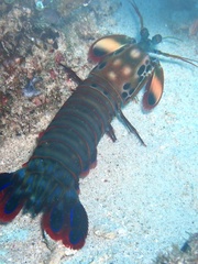 Odontodactylus scyllarus