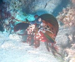 Odontodactylus scyllarus