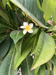 Plumeria