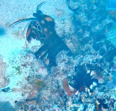 Odontodactylus scyllarus