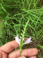 Physostegia virginiana