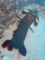 Odontodactylus scyllarus