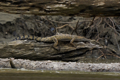 Crocodylus halli