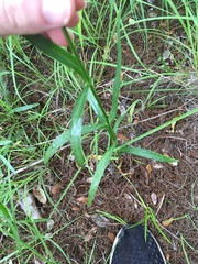 Physostegia virginiana