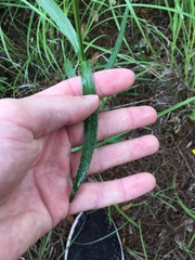 Physostegia virginiana