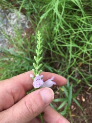 Physostegia virginiana