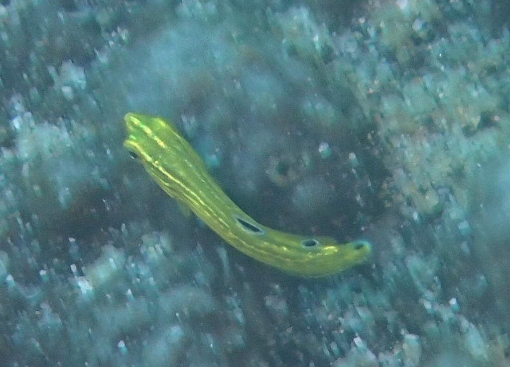 Canary Wrasse