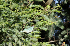 Stilpnia vitriolina