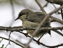 Apalis thoracica